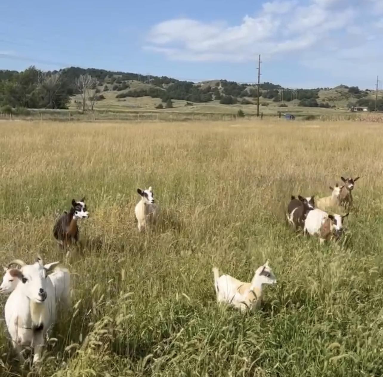 The Calico Goat Farm